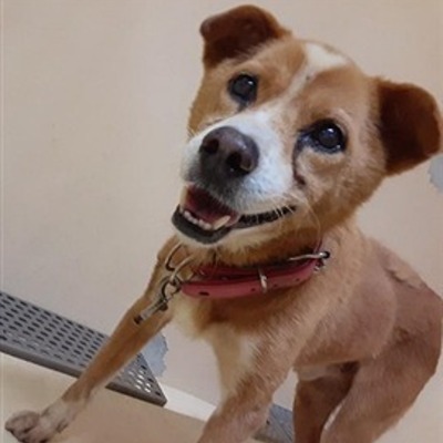 迷い犬（令和6年7月22日保護分）