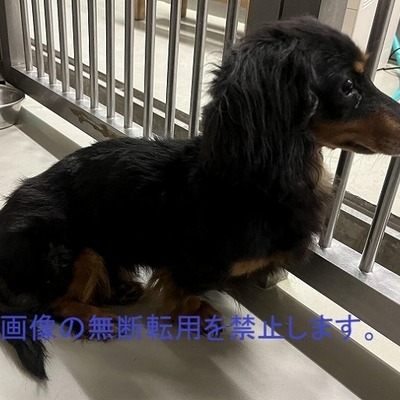 久留米市動物管理センター保護犬番号：6007