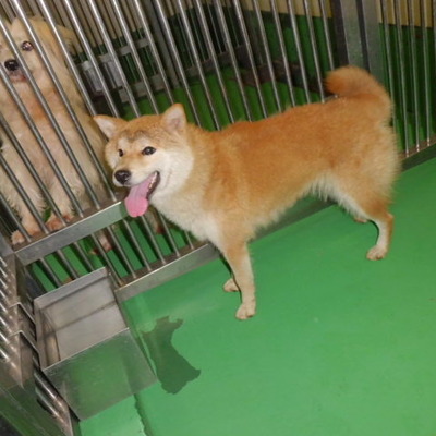 福岡県動物愛護センターNo.6257