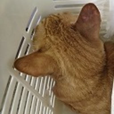 東部動物愛護管理センターc4643 