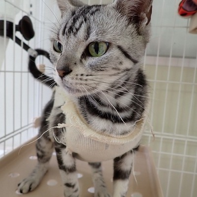 東部動物愛護管理センター c4628