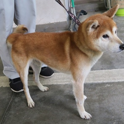 東部動物愛護管理センター d1764