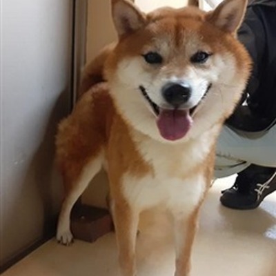 迷い犬（令和6年11月5日保護分）