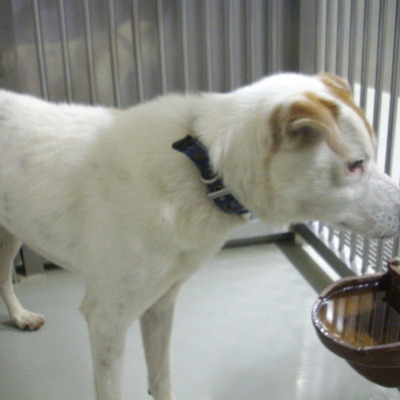 久留米市動物管理センター27046