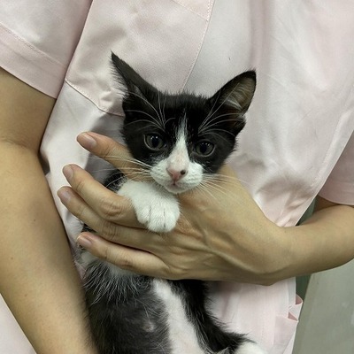 東部動物愛護管理センター c4651