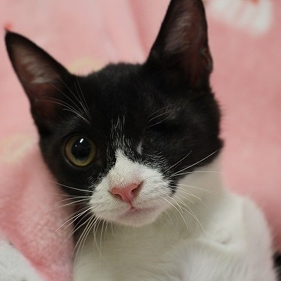 北九州市保健福祉局保健医療部動物愛護センターB24098