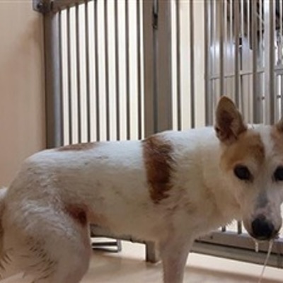 迷い犬（令和6年11月25日保護分）