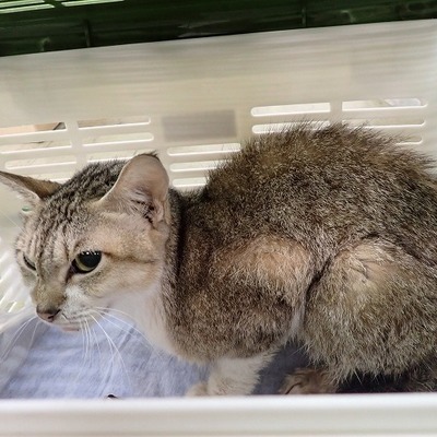 東部動物愛護管理センター c4710