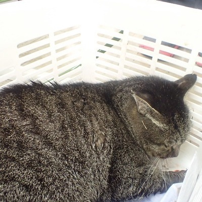 東部動物愛護管理センター c4712