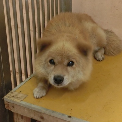 福岡県動物愛護センターNo.6269
