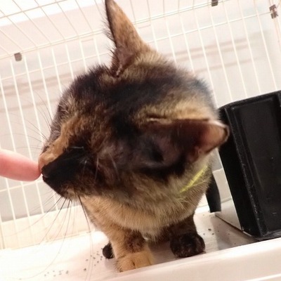 東部動物愛護管理センター c4451 