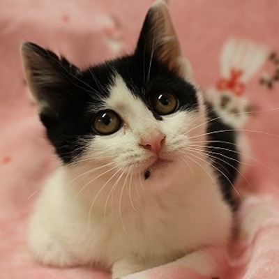 北九州市保健福祉局保健医療部動物愛護センターB24190