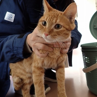 東部動物愛護管理センター c4714