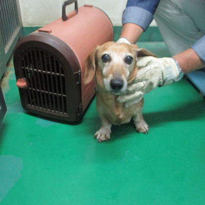 福岡県動物愛護センターNo.6271