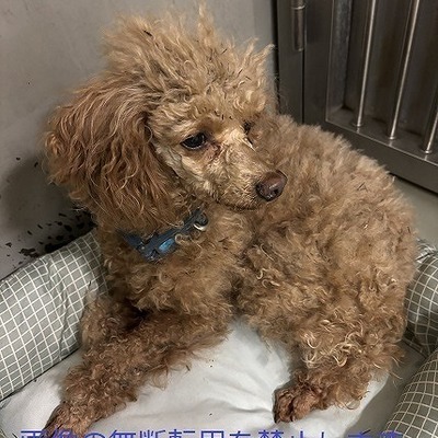 保護犬猫番号：6018