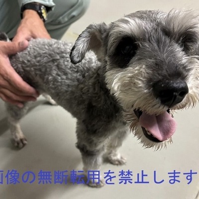 保護犬猫番号　6019