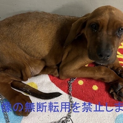 保護犬猫番号　6020