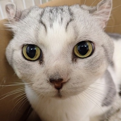 東部動物愛護管理センター c4728