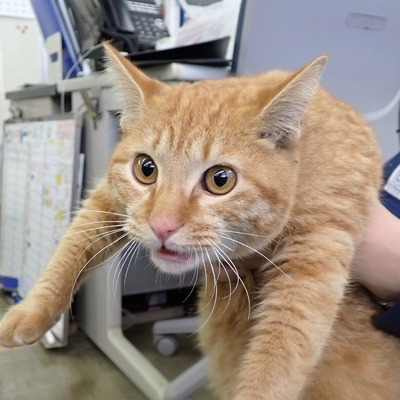 東部動物愛護管理センター c4739