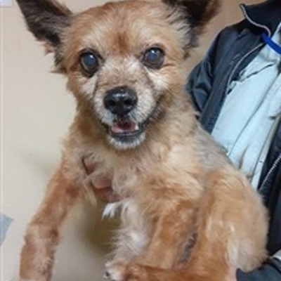 迷い犬（令和7年3月5日保護分）