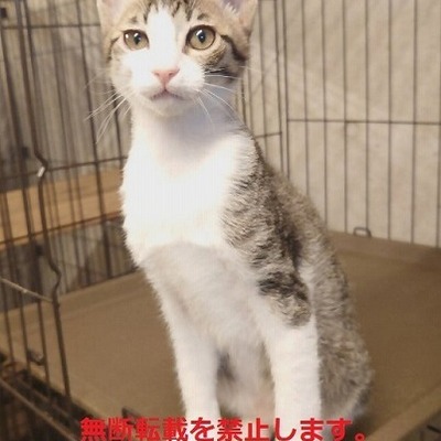譲渡動物番号：J6003