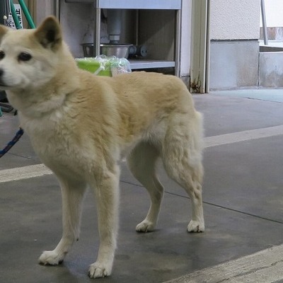 東部動物愛護管理センター d1789