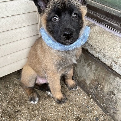 北九州市保健福祉局保健医療部動物愛護センターA24162