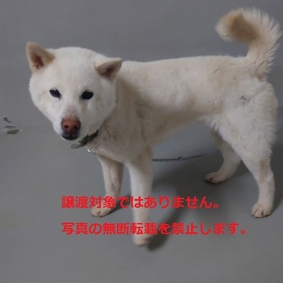保護動物番号：6021