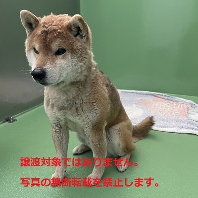 保護動物番号：6022