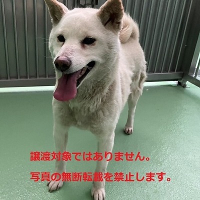 保護動物番号：6023