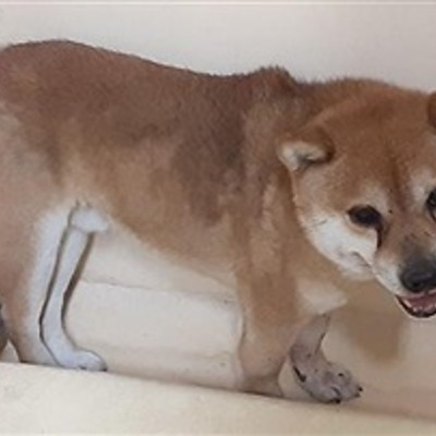 迷い犬（令和7年4月7日保護分）