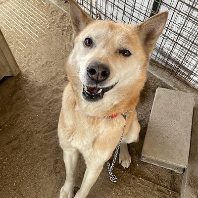 北九州市保健福祉局保健医療部動物愛護センターA24135