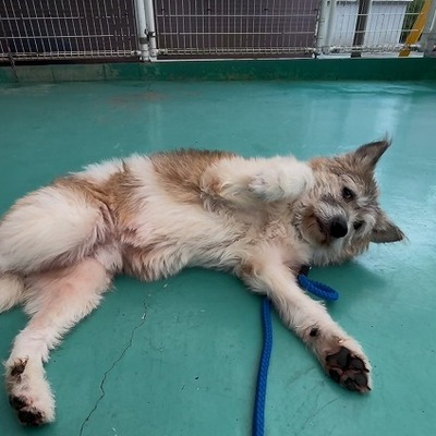 東部動物愛護管理センターd1780