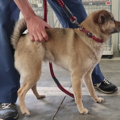 東部動物愛護管理センターd1793