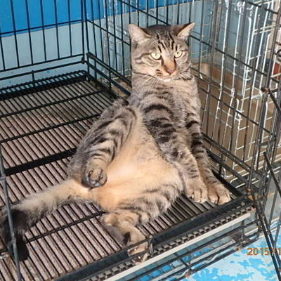 福岡県動物愛護センターNo.6285