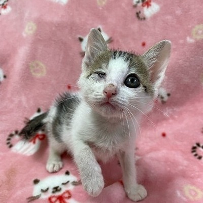 北九州市保健福祉局保健医療部動物愛護センターB25011