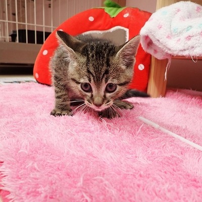 東部動物愛護管理センターc4772
