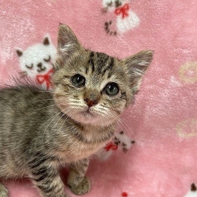 北九州市保健福祉局保健医療部動物愛護センターB25012
