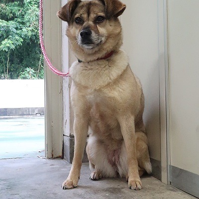 東部動物愛護管理センターd1793