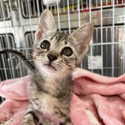北九州市保健福祉局保健医療部動物愛護センターB25016