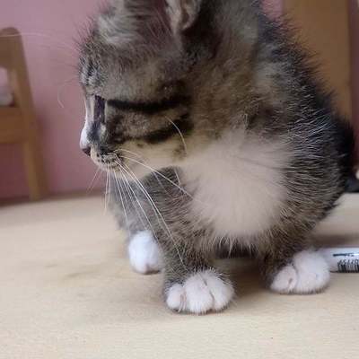 東部動物愛護管理センターc4757