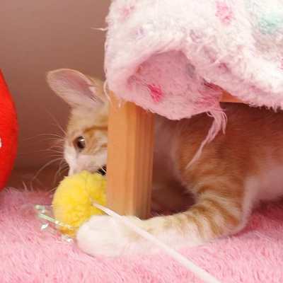 東部動物愛護管理センターc4778
