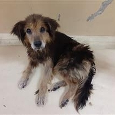 迷い犬（令和7年8月18日保護分）