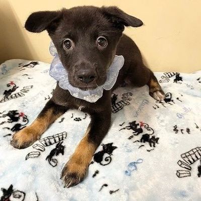北九州市保健福祉局保健医療部動物愛護センターA25053