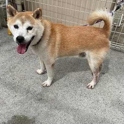 北九州市保健福祉局保健医療部動物愛護センターA25030