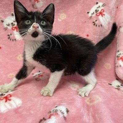 北九州市保健福祉局保健医療部動物愛護センターB25057