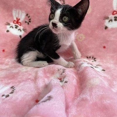 北九州市保健福祉局保健医療部動物愛護センターB25050