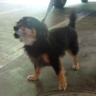 東部動物愛護管理センターd1820