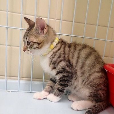 東部動物愛護管理センターc4816