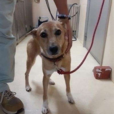 迷い犬（令和7年9月22日保護分）
